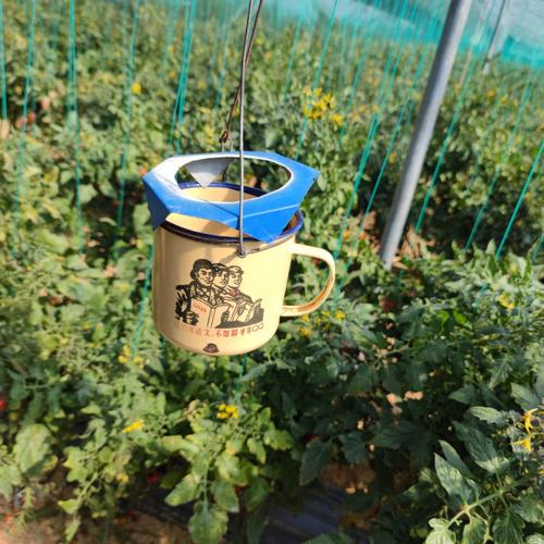 放什么在房间能驱赶毒虫类「铁罐番茄怎么种植的图片大全」 放什么在房间能驱赶毒虫类「铁罐番茄怎么种植的图片大全」 花朵知识