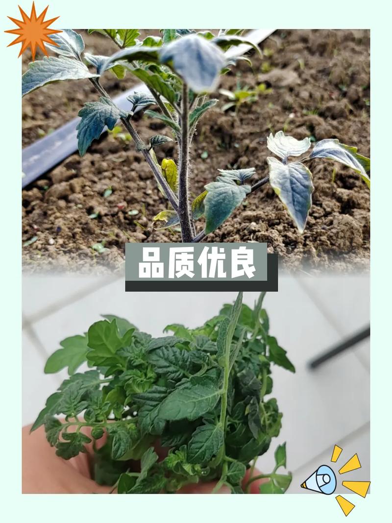 怎样露天栽西红柿秧苗「番茄籽露天怎么种植视频」 怎样露天栽西红柿秧苗「番茄籽露天怎么种植视频」 种植技巧
