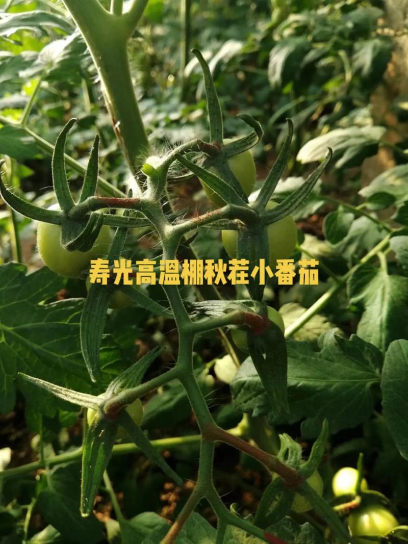 秋茬番茄的高效种植技术有哪些推荐「夏季清凉番茄怎么种植的」 秋茬番茄的高效种植技术有哪些推荐「夏季清凉番茄怎么种植的」 花朵知识