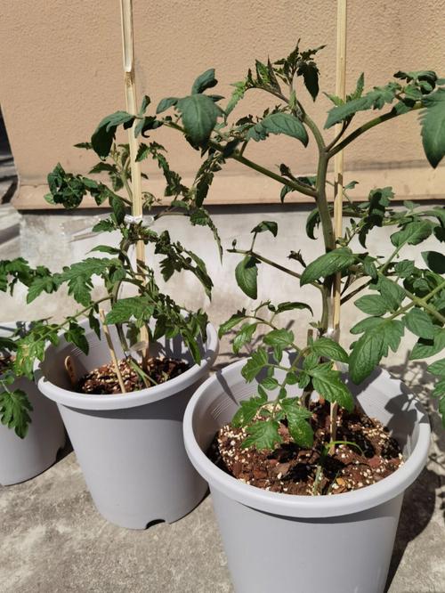 番茄树怎么种植「家庭番茄苗怎么种植视频」 番茄树怎么种植「家庭番茄苗怎么种植视频」 番茄病虫害防治