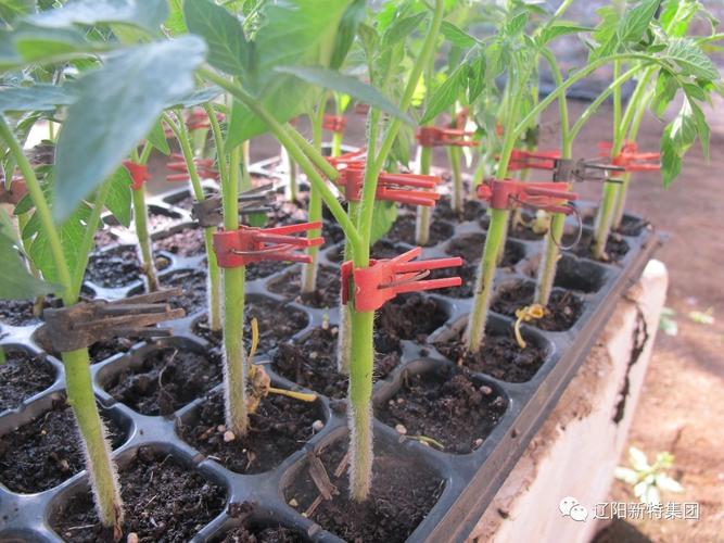 番茄和黄瓜隔多远「番茄和黄瓜怎么种植视频」 番茄和黄瓜隔多远「番茄和黄瓜怎么种植视频」 番茄种植技巧