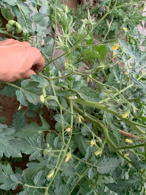 西红柿第一穗果怎么留「番茄怎么留果种植视频」 西红柿第一穗果怎么留「番茄怎么留果种植视频」 种植技巧
