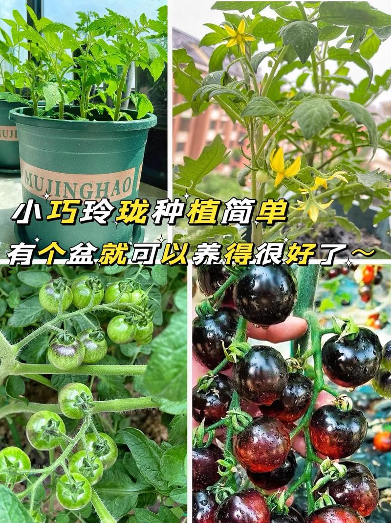 番茄苗怎么养「番茄种植后怎么养护」 番茄苗怎么养「番茄种植后怎么养护」 花朵知识