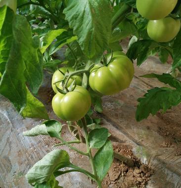 番茄一亩成本「种植番茄收入翻倍怎么算的」 番茄一亩成本「种植番茄收入翻倍怎么算的」 番茄种植技巧