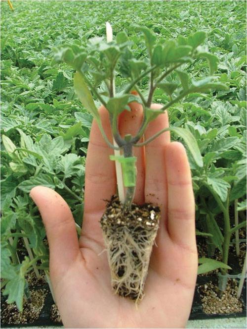 沙培西红柿的沙子多深好「阳台沙子种番茄怎么种植视频」 沙培西红柿的沙子多深好「阳台沙子种番茄怎么种植视频」 种植技巧