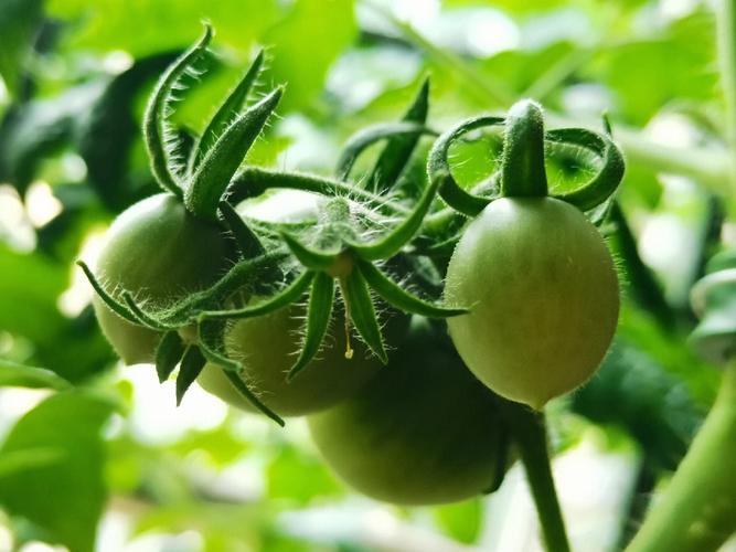 小花农盆栽番茄怎么种「小花农番茄怎么种植方法视频」 小花农盆栽番茄怎么种「小花农番茄怎么种植方法视频」 农业常识