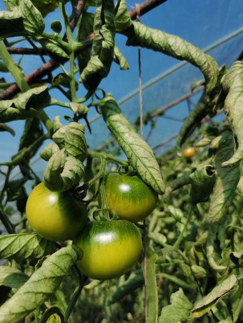 草莓西红柿露天能种吗「变种番茄草莓怎么种植视频」 草莓西红柿露天能种吗「变种番茄草莓怎么种植视频」 植物种类