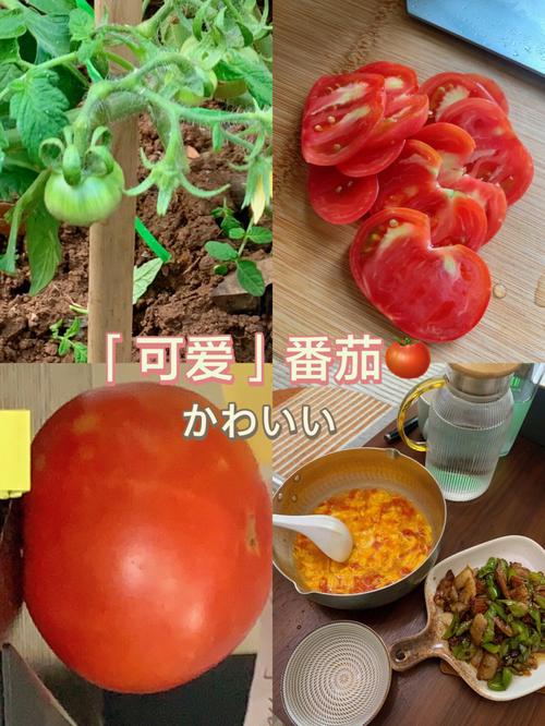 各位是怎么在减肥期间控制嘴的「虹彩番茄种子怎么种植的」 各位是怎么在减肥期间控制嘴的「虹彩番茄种子怎么种植的」 土壤施肥