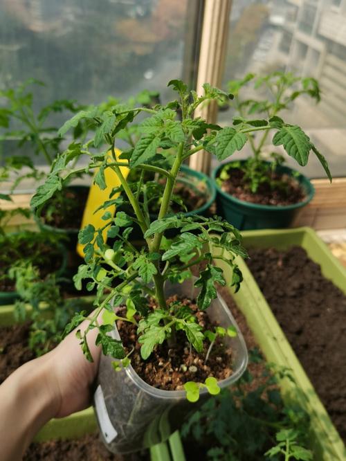做种植杯需要什么种子「番茄儿童种植杯怎么用的」 番茄种植技巧 做种植杯需要什么种子「番茄儿童种植杯怎么用的」 做种植杯需要什么种子「番茄儿童种植杯怎么用的」 番茄种植技巧