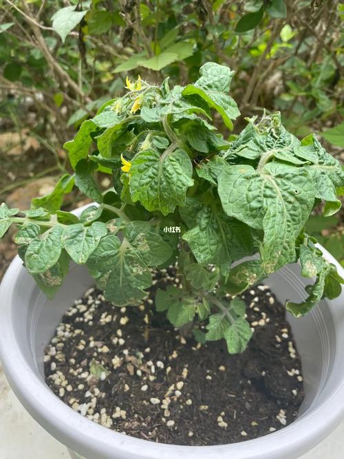 迷你圆白菜怎么做好吃「种迷你矮番茄怎么种植视频」 迷你圆白菜怎么做好吃「种迷你矮番茄怎么种植视频」 番茄种植技巧