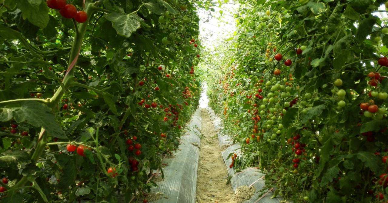 圣女果露天种植方法「露天种番茄小苗怎么种植视频」 圣女果露天种植方法「露天种番茄小苗怎么种植视频」 花朵知识