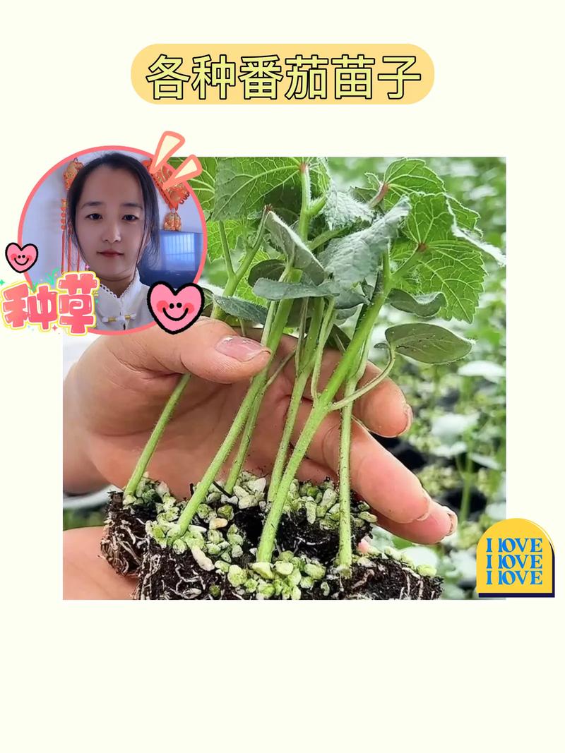 西红柿苗子怎么种植技术「种植番茄怎么养苗子好呢视频」 西红柿苗子怎么种植技术「种植番茄怎么养苗子好呢视频」 农业常识