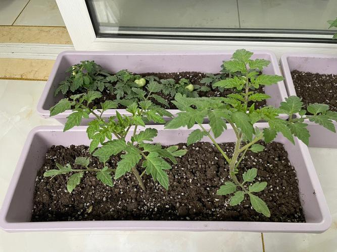 怎样在阳台上种植西红柿「大阳台种植番茄怎么种植的」 怎样在阳台上种植西红柿「大阳台种植番茄怎么种植的」 土壤施肥