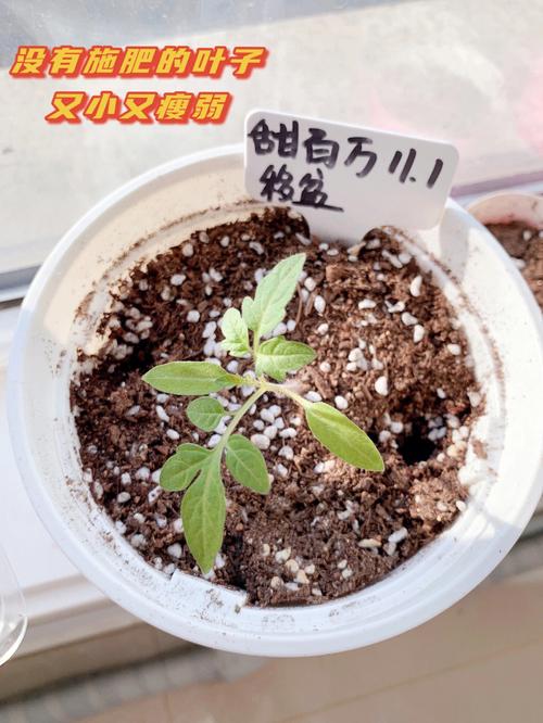 宝宝睡眠习惯不好，该怎么办「松田番茄种子怎么种植的视频」 宝宝睡眠习惯不好，该怎么办「松田番茄种子怎么种植的视频」 植物种类