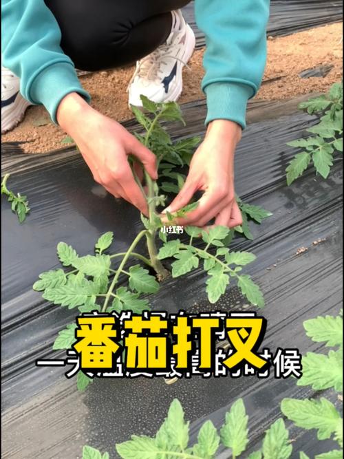 西红柿叉子扦插方法「种植小番茄怎么打叉子视频」 西红柿叉子扦插方法「种植小番茄怎么打叉子视频」 花朵知识