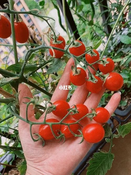 番茄花的摆盘方法「薄荷番茄怎么种植视频教程」 番茄花的摆盘方法「薄荷番茄怎么种植视频教程」 植物种类