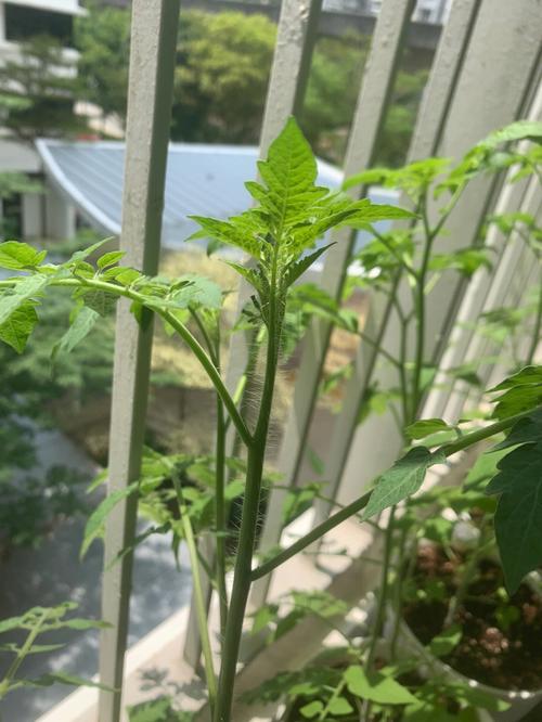 番茄打头咋弄「山楂怎么种植小番茄种子图片」 番茄打头咋弄「山楂怎么种植小番茄种子图片」 土壤施肥