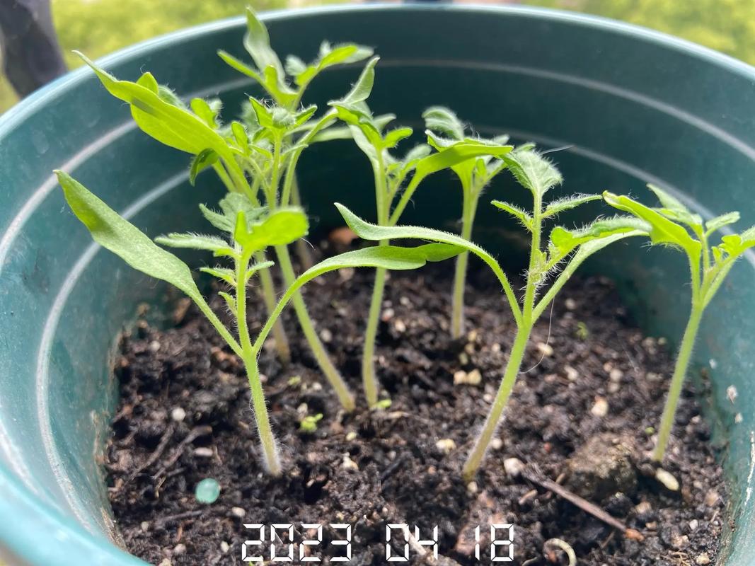 番茄育苗温度多少合适「番茄苗怎么种植温度高」 番茄育苗温度多少合适「番茄苗怎么种植温度高」 植物种类