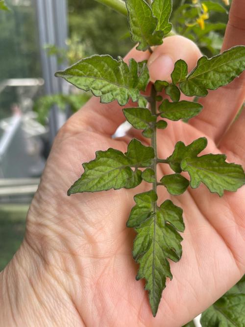 西红柿叶子染色怎么处理「番茄花脸果怎么种植视频」 西红柿叶子染色怎么处理「番茄花脸果怎么种植视频」 花朵知识