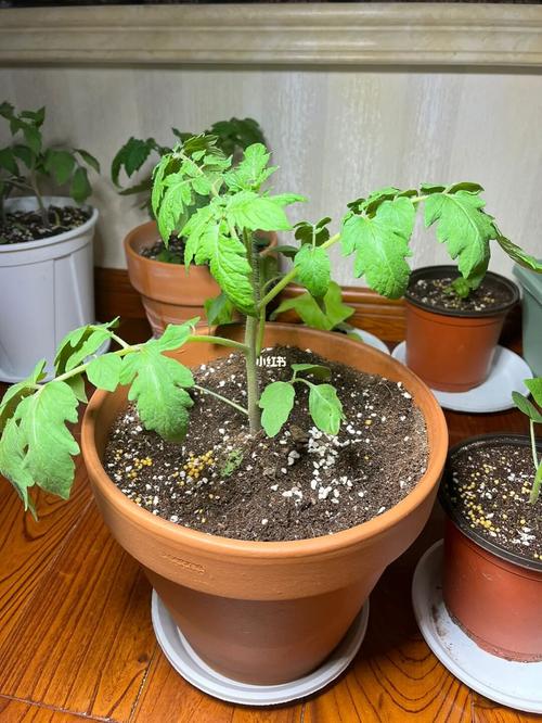 小番茄种子的种植方法「盆种小番茄怎么种植视频」 小番茄种子的种植方法「盆种小番茄怎么种植视频」 土壤施肥
