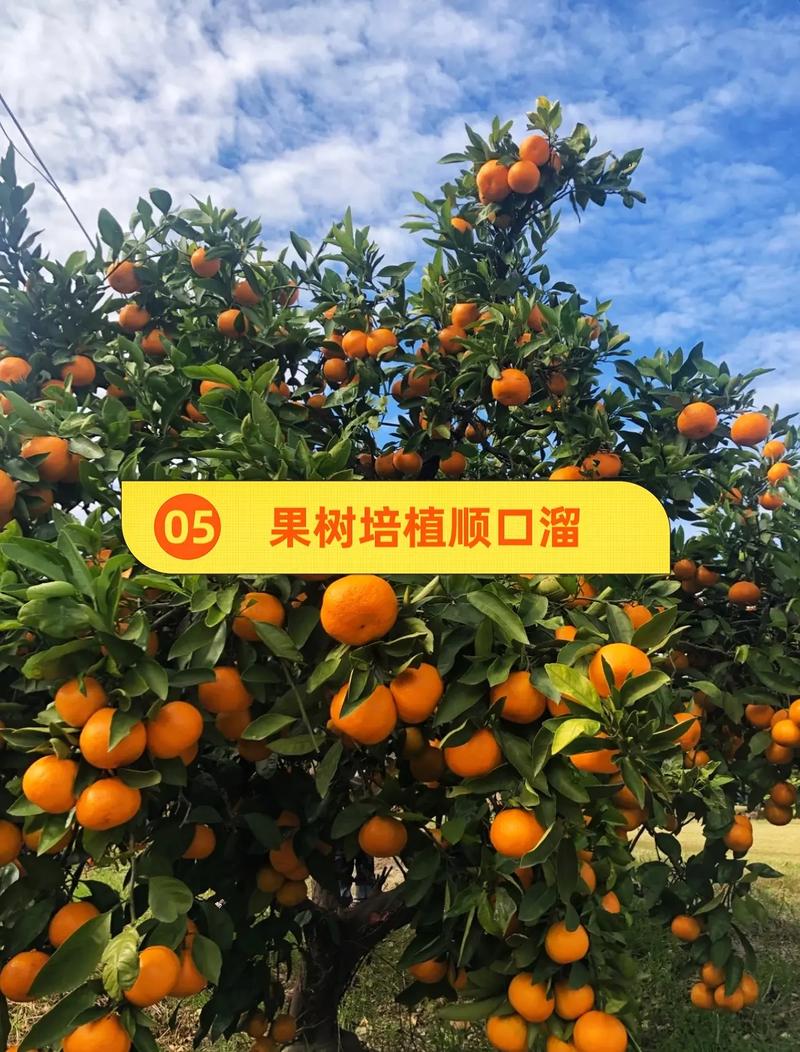 我们这里有个老农培植出一个水果西红柿，口感、风味特佳，如何把它做成一个项目呢「番茄种植温棚怎么搭建视频」 我们这里有个老农培植出一个水果西红柿，口感、风味特佳，如何把它做成一个项目呢「番茄种植温棚怎么搭建视频」 花朵知识