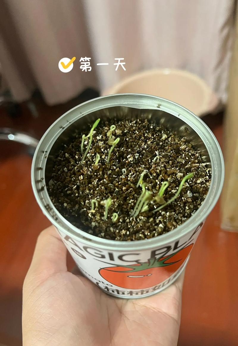 鲜西红柿种子的种植方法「菜番茄种子怎么种植视频」 鲜西红柿种子的种植方法「菜番茄种子怎么种植视频」 植物种类