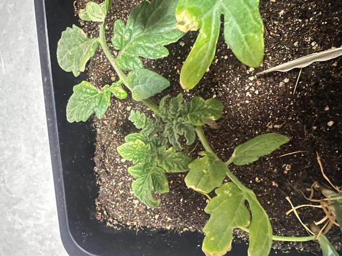 西红柿没成熟就烂了怎么治「番茄怎么种植不烂苗呢」 西红柿没成熟就烂了怎么治「番茄怎么种植不烂苗呢」 番茄种植技巧