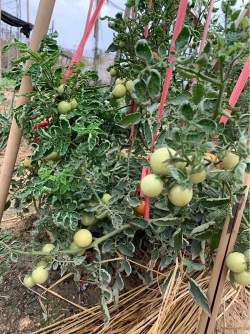 瀑布西红柿种植方法「怎么种植瀑布番茄树苗视频」 瀑布西红柿种植方法「怎么种植瀑布番茄树苗视频」 种植技巧