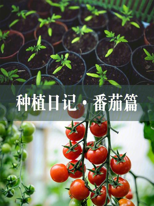 西红柿的开花和结果的过程「番茄种植后怎么结果快」 种植技巧 西红柿的开花和结果的过程「番茄种植后怎么结果快」 西红柿的开花和结果的过程「番茄种植后怎么结果快」 种植技巧