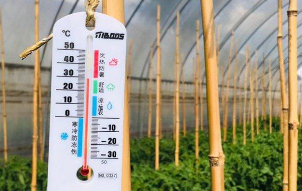 番茄种植最佳地温和温度是多少「番茄怎么种植温度要求高」 番茄种植最佳地温和温度是多少「番茄怎么种植温度要求高」 种植技巧