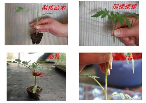 番茄嫁接后护理方法「嫁接好的番茄怎么种植视频」 番茄嫁接后护理方法「嫁接好的番茄怎么种植视频」 农业常识