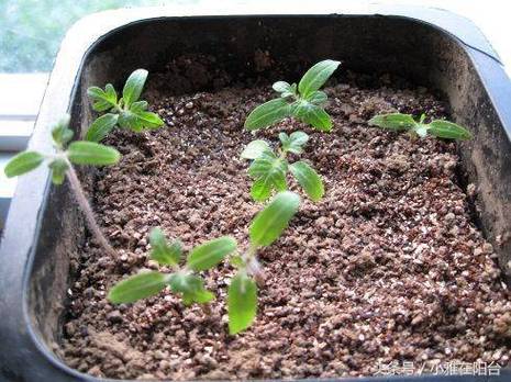 小番茄种子育苗方法全过程「种子小番茄怎么种植视频」 小番茄种子育苗方法全过程「种子小番茄怎么种植视频」 花朵知识