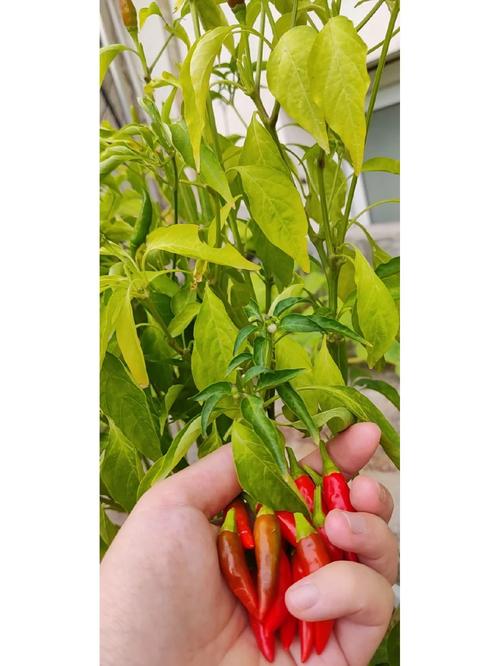 买来的番茄和辣椒怎么样种植「青椒怎么种植小番茄视频」 买来的番茄和辣椒怎么样种植「青椒怎么种植小番茄视频」 土壤施肥