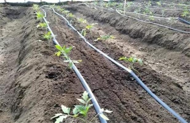 西红柿浇水用滴灌好还是喷灌好「种植番茄滴灌怎么摆放好」 西红柿浇水用滴灌好还是喷灌好「种植番茄滴灌怎么摆放好」 种植技巧