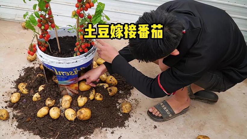 这是真的吗?上面西红柿,下面土豆?嫁接技术这么强大吗「怎么种植番茄土豆苗子视频」 种植技巧 这是真的吗?上面西红柿,下面土豆?嫁接技术这么强大吗「怎么种植番茄土豆苗子视频」 这是真的吗?上面西红柿,下面土豆?嫁接技术这么强大吗「怎么种植番茄土豆苗子视频」 种植技巧