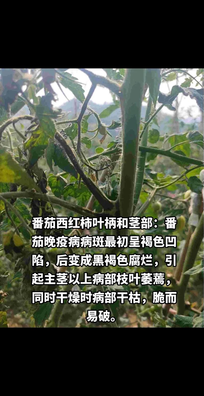 西红柿怎么防病虫害「番茄种植怎么防病害呢视频」 西红柿怎么防病虫害「番茄种植怎么防病害呢视频」 植物种类