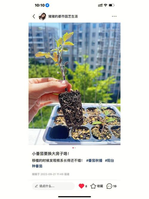 用花盆种植西红柿行吗「番茄怎么用花盆种植视频」 用花盆种植西红柿行吗「番茄怎么用花盆种植视频」 土壤施肥