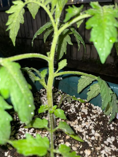 番茄不长侧芽「阳台番茄侧芽怎么种植视频」 番茄不长侧芽「阳台番茄侧芽怎么种植视频」 农业常识