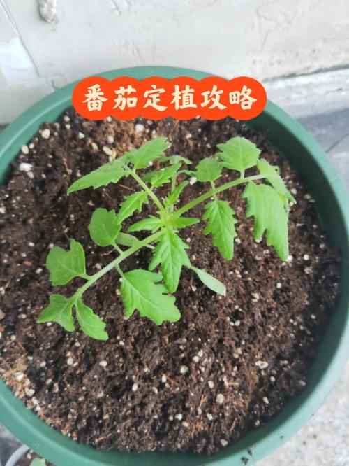 盆栽西红柿浇水技巧「纸杯番茄种植怎么浇水视频」 盆栽西红柿浇水技巧「纸杯番茄种植怎么浇水视频」 花朵知识
