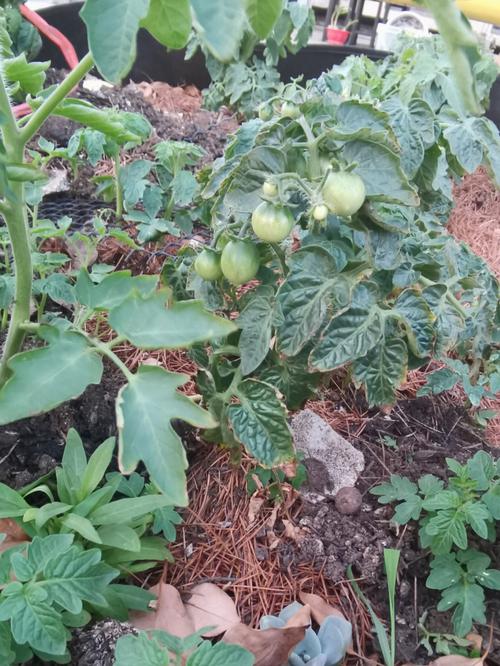 种植冷棚西红柿苗，该如何防冻「冬季怎么种植番茄种子」 种植冷棚西红柿苗，该如何防冻「冬季怎么种植番茄种子」 土壤施肥