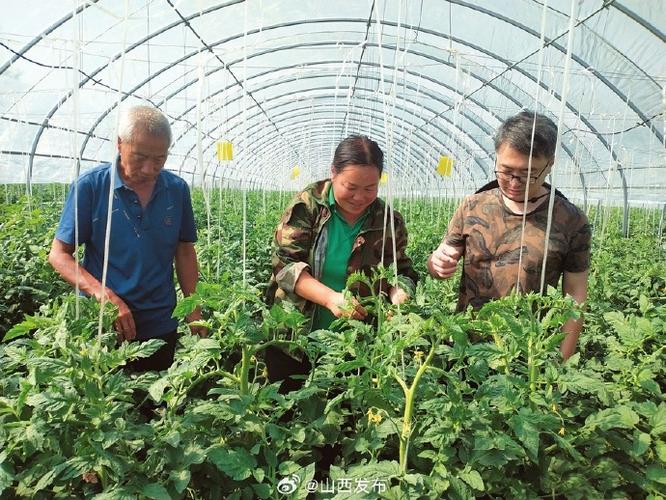 种植西红柿怎样更甜「番茄怎么种植不酸涩呢」 种植西红柿怎样更甜「番茄怎么种植不酸涩呢」 土壤施肥