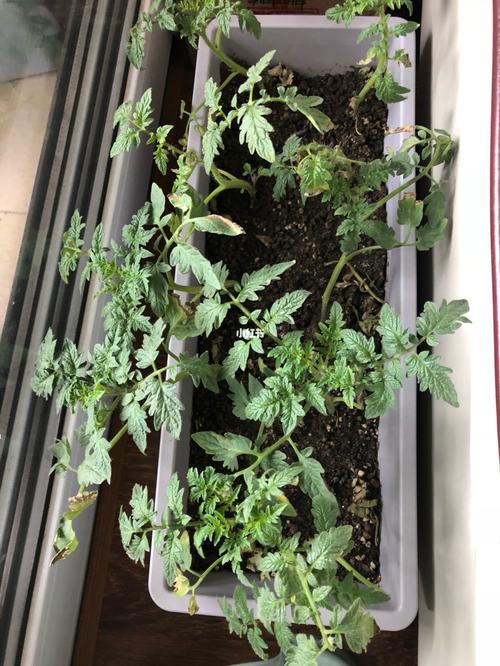西红柿秧苗留一个头好还是两个头好「番茄秧苗怎么种植长得多一点」 西红柿秧苗留一个头好还是两个头好「番茄秧苗怎么种植长得多一点」 番茄种植技巧