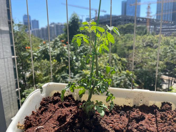 西红柿大苗如何栽植「番茄苗怎么种植图片欣赏视频」 西红柿大苗如何栽植「番茄苗怎么种植图片欣赏视频」 番茄种植技巧