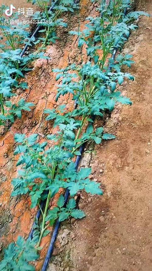 旱地西红柿种植技术「金串番茄种子怎么种植视频」 番茄病虫害防治 旱地西红柿种植技术「金串番茄种子怎么种植视频」 旱地西红柿种植技术「金串番茄种子怎么种植视频」 番茄病虫害防治