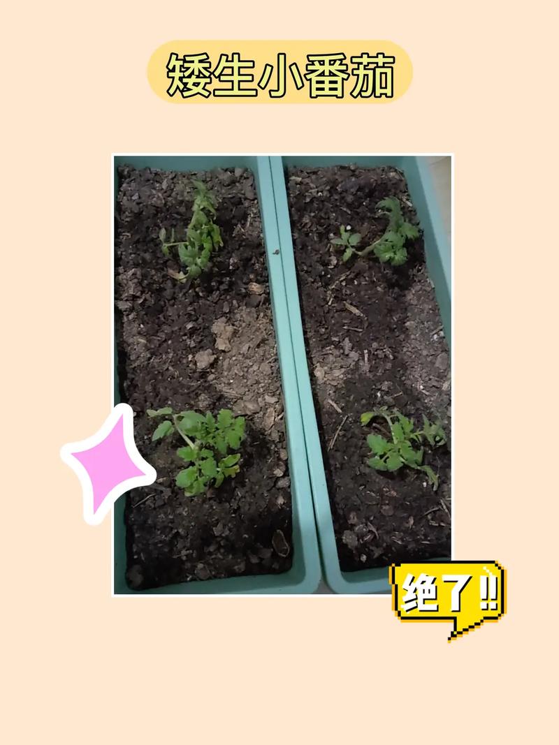 番茄达人推文怎么做「黑柿子番茄怎么种植视频教程」 番茄达人推文怎么做「黑柿子番茄怎么种植视频教程」 农业常识