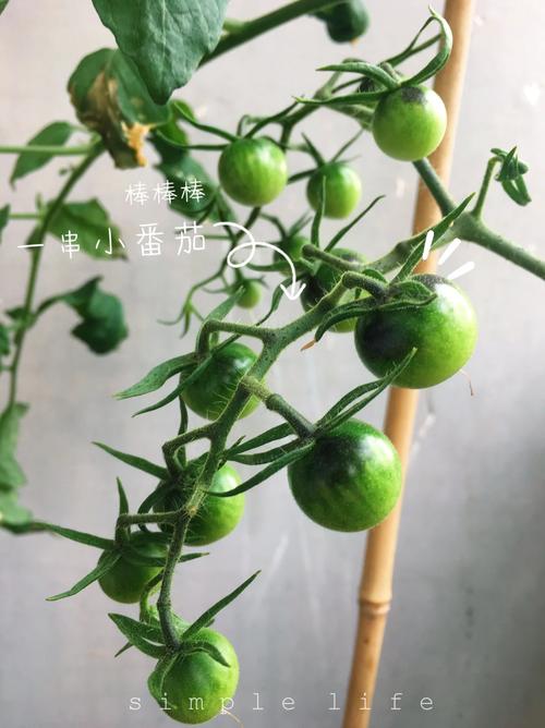 水培西红柿多久结果「买的番茄怎么水培种植呢」 水培西红柿多久结果「买的番茄怎么水培种植呢」 花朵知识