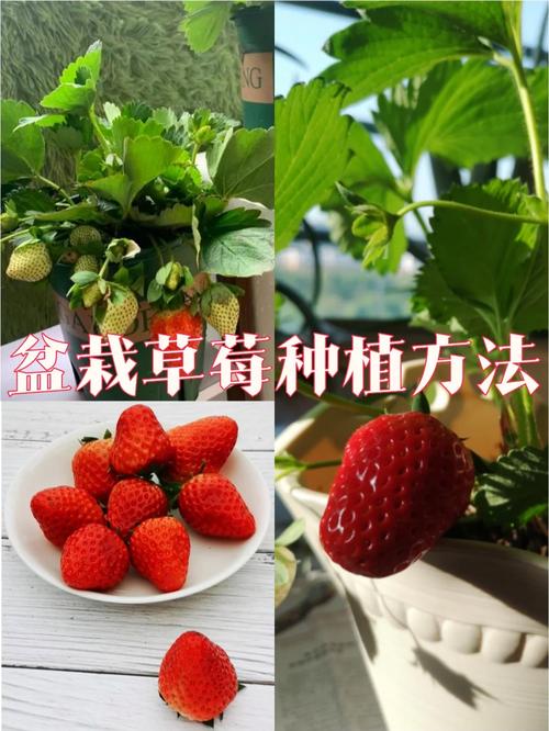 怎么种植草莓？怎么才能让种子正常发芽「垂钓式番茄怎么种植好看视频」 怎么种植草莓？怎么才能让种子正常发芽「垂钓式番茄怎么种植好看视频」 种植技巧
