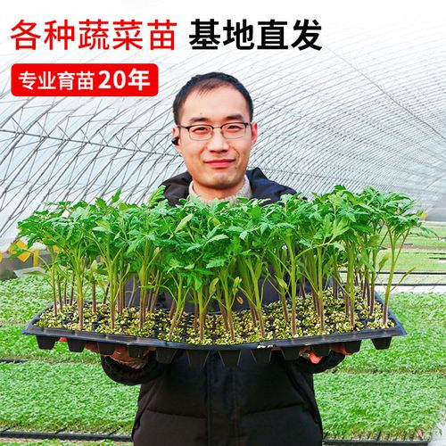 芹菜可与黄瓜、番茄间套栽培吗？高产芹菜又该如何栽种「黄瓜跟番茄怎么种植好呢视频」 芹菜可与黄瓜、番茄间套栽培吗？高产芹菜又该如何栽种「黄瓜跟番茄怎么种植好呢视频」 花朵知识