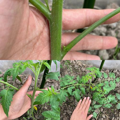 交伏第一天之后，哪些农作物不能播种了「没长嘴的番茄怎么种植视频」 交伏第一天之后，哪些农作物不能播种了「没长嘴的番茄怎么种植视频」 土壤施肥
