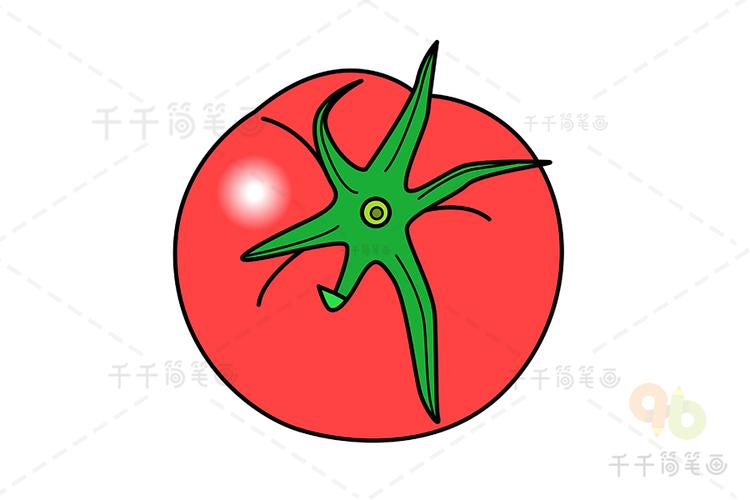 色彩单体训练——西红柿的画法「怎么种植番茄简笔画视频教程」 色彩单体训练——西红柿的画法「怎么种植番茄简笔画视频教程」 植物种类
